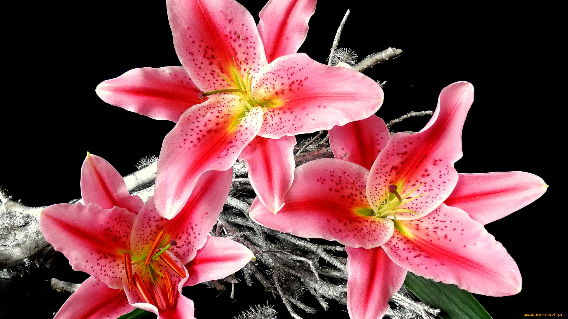 цветы, лилии, лилейники, лепестки, чёрный, фон