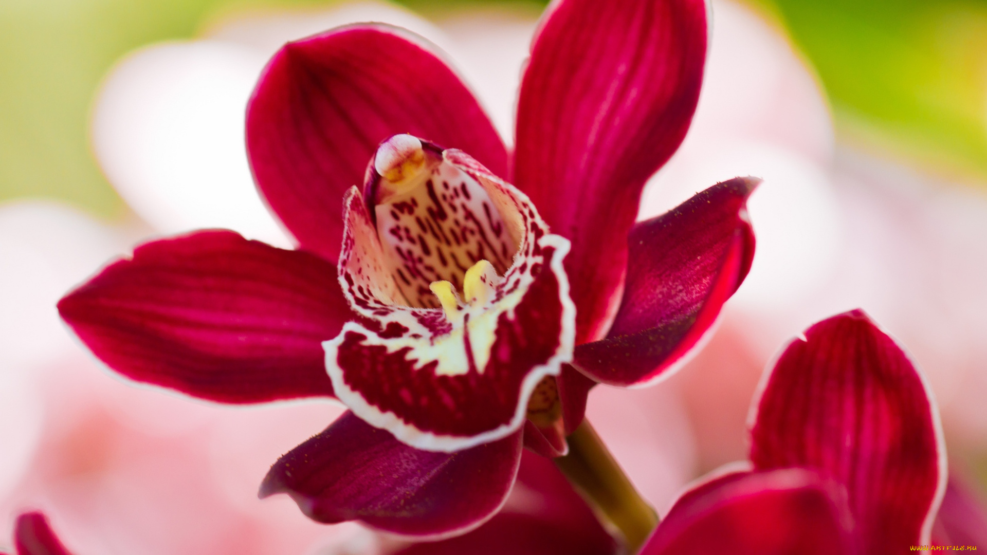 цветы, орхидеи, красный