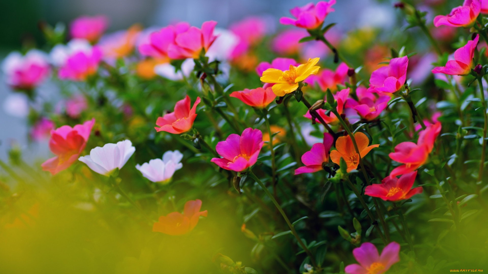 цветы, портулак, разноцветный