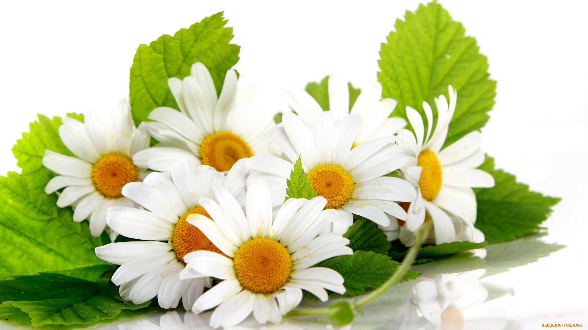 цветы, ромашки, отражение