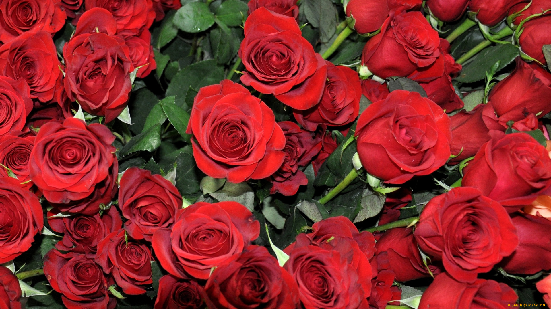 цветы, розы, красный, много