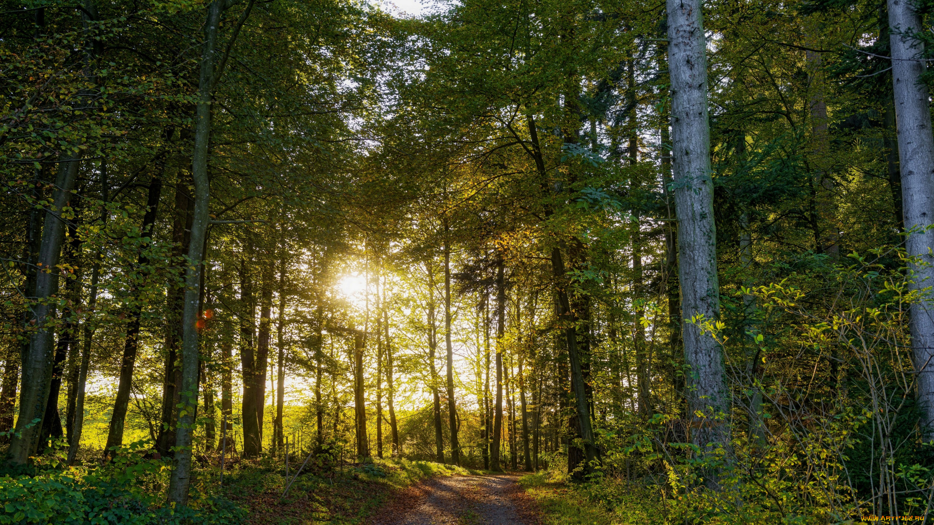 природа, дороги, швейцария, switzerland, дорога, деревья
