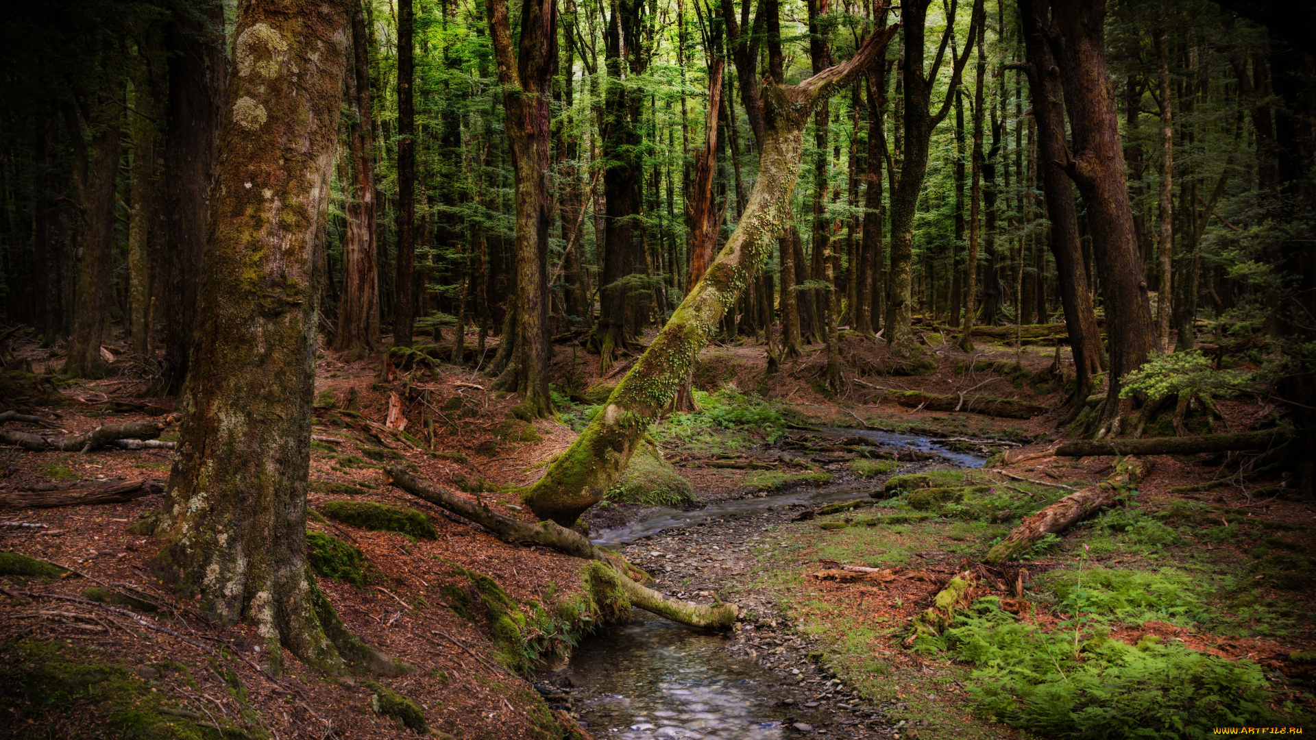 природа, лес, new, zealand, новая, зеландия, ручей, деревья