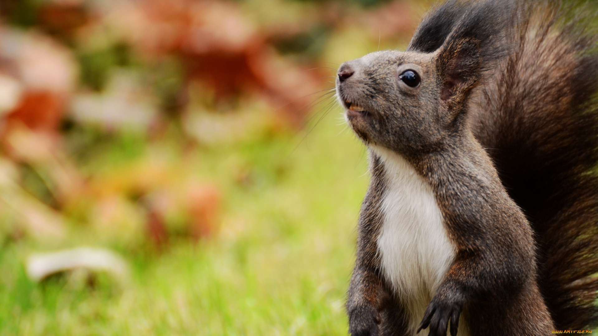 животные, белки, зверек, кисточки, любопытство