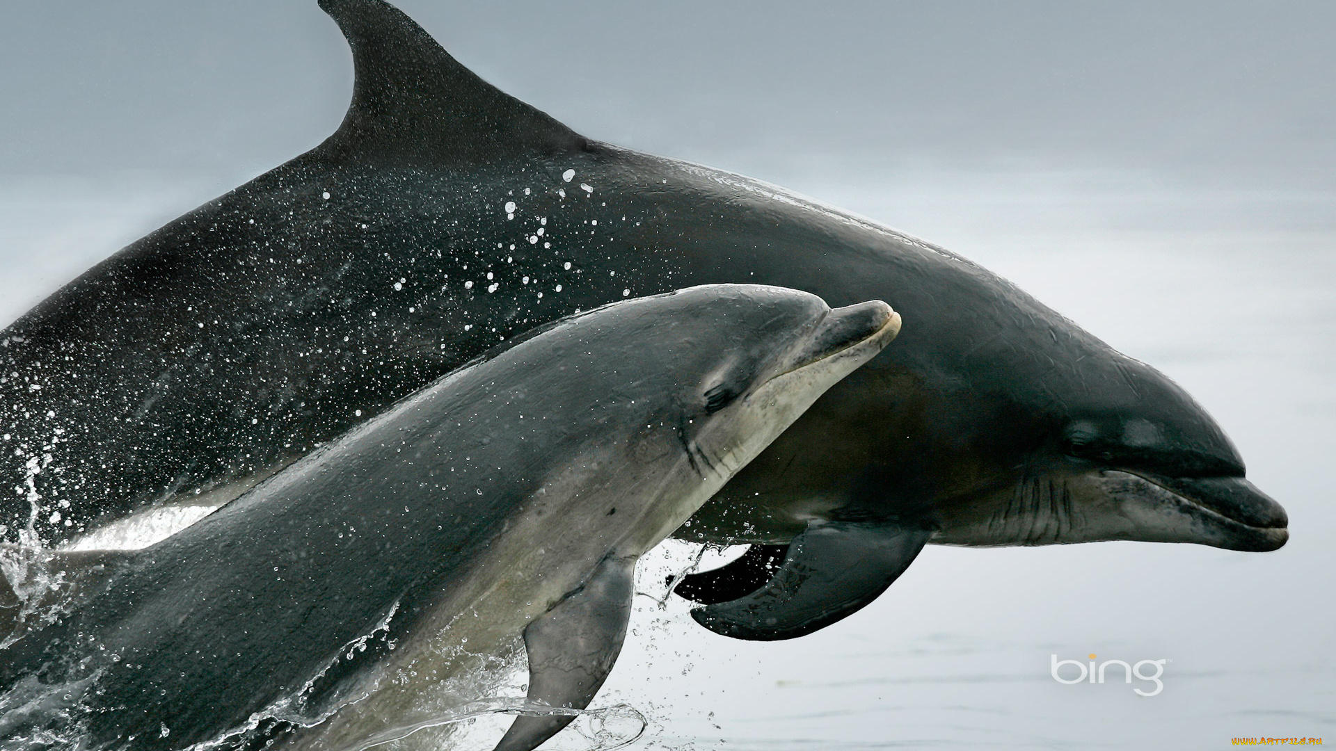 животные, дельфины, брызги