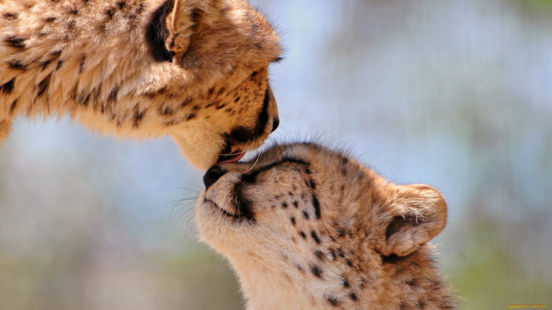 животные, гепарды, детеныш, гепард