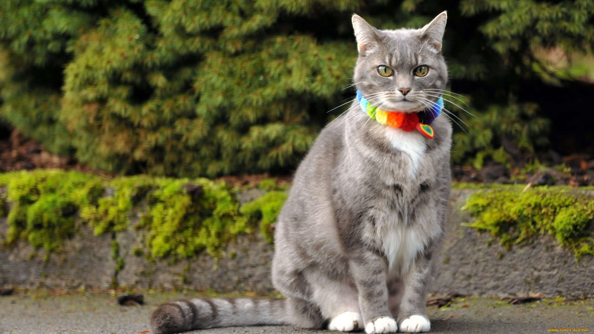 животные, коты, кошка, взгляд