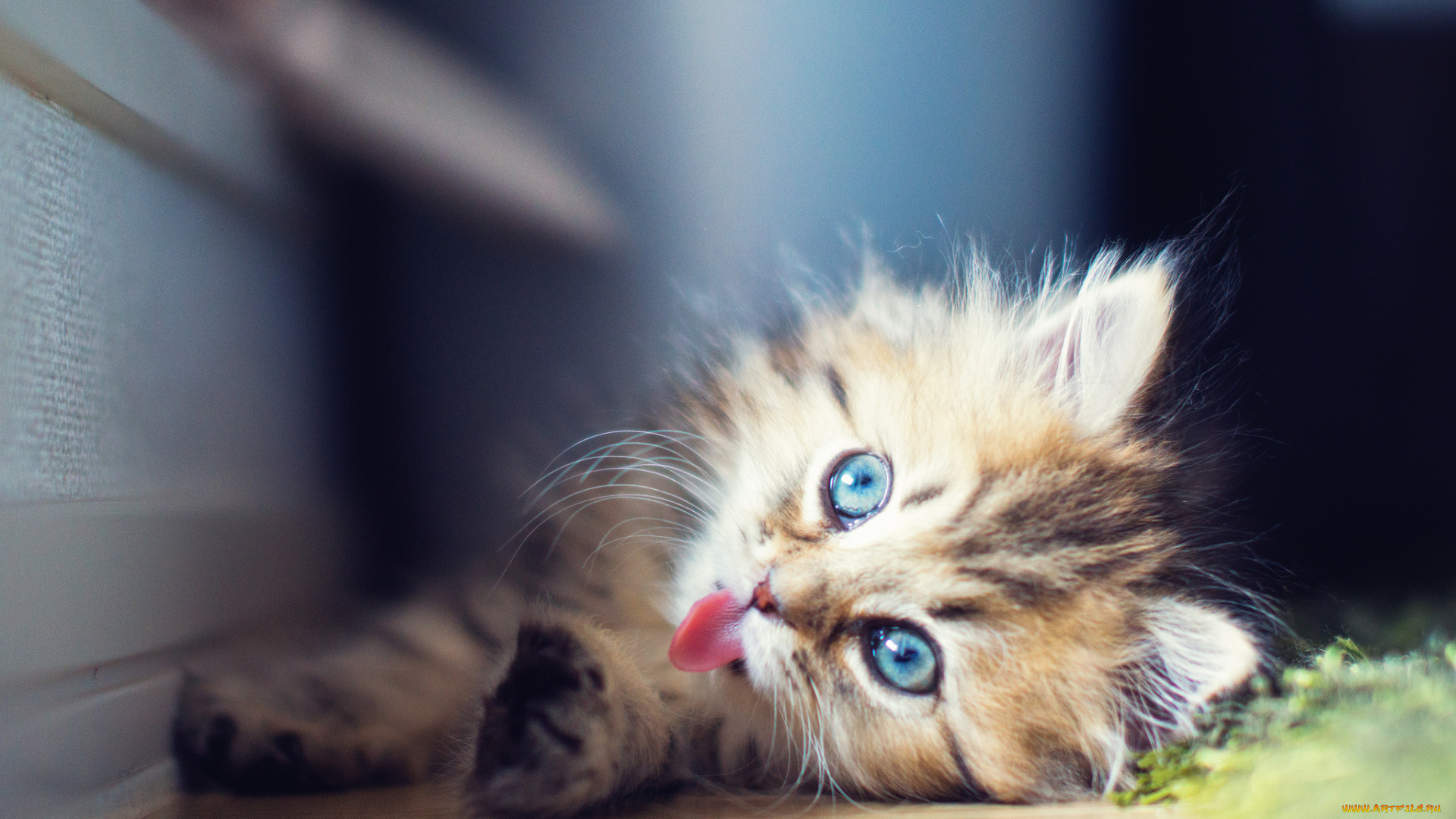 животные, коты, котёнок, daisy, benjamin, torode, язык