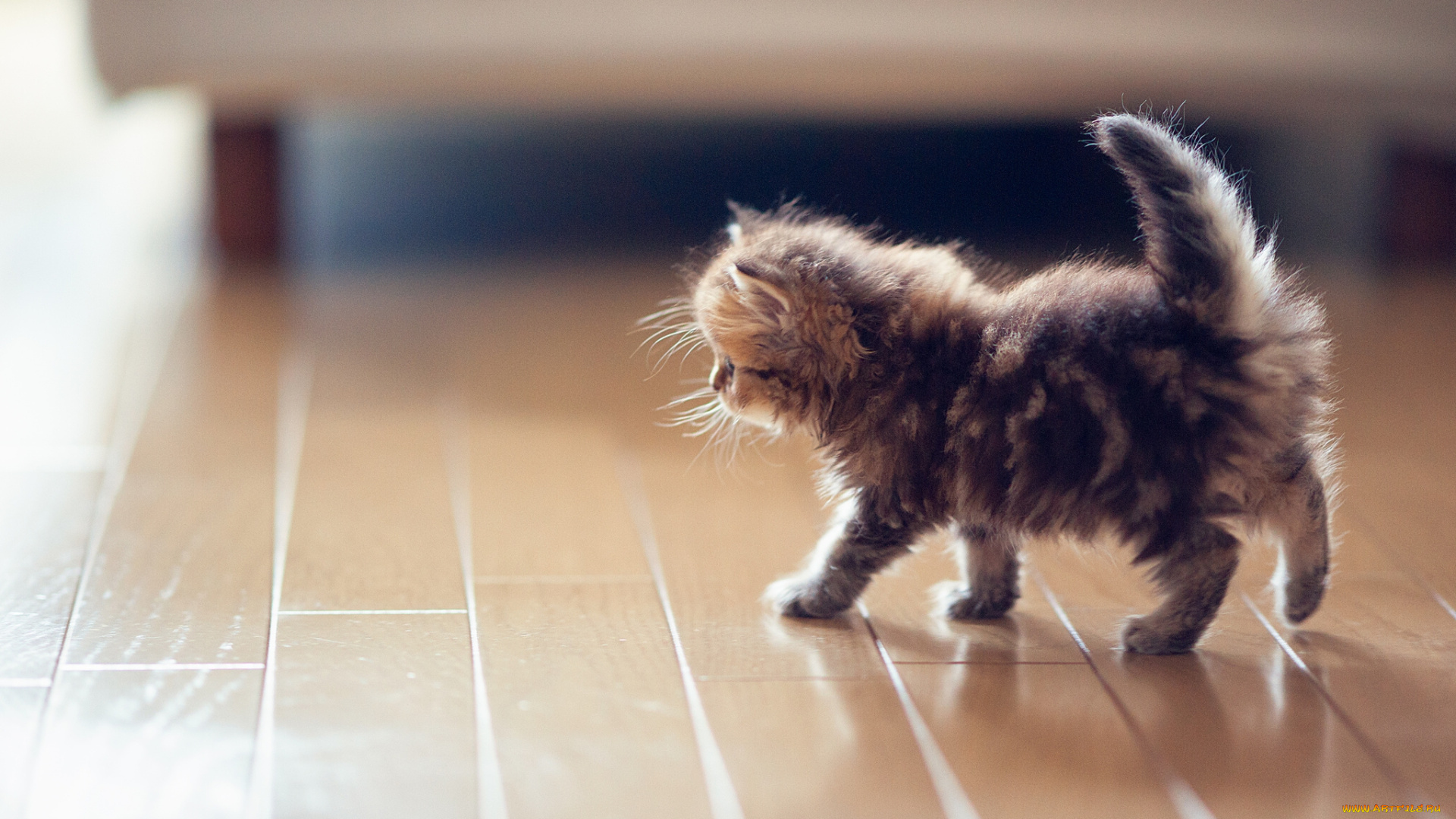 животные, коты, котёнок, daisy, benjamin, torode