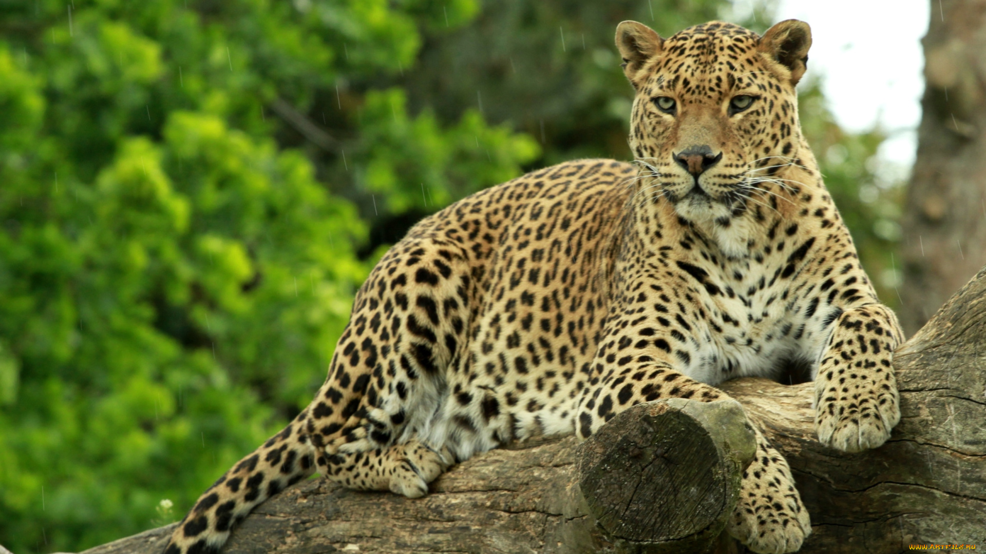 животные, леопарды, отдых