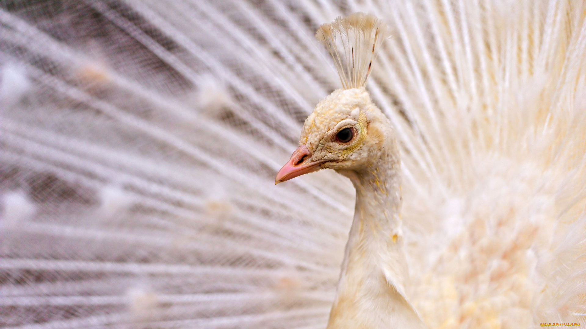 животные, павлины, белый, перья