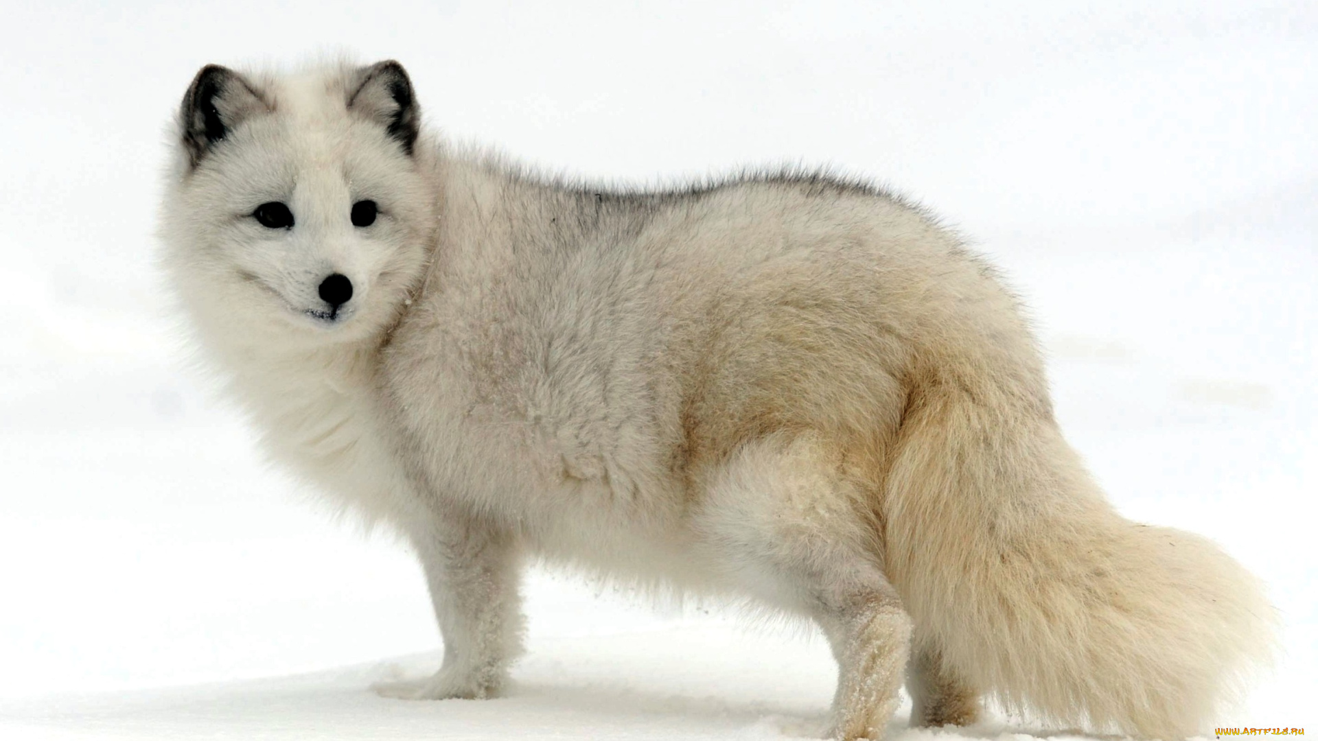 животные, песцы, белый, мех