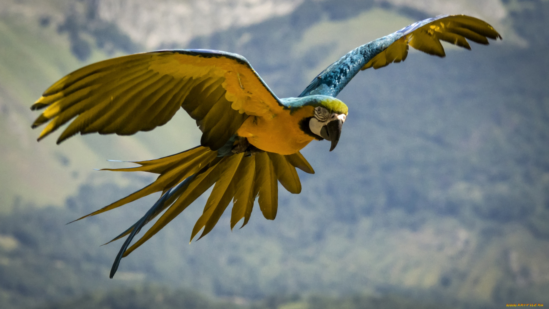 животные, попугаи, крылья, ара, полет