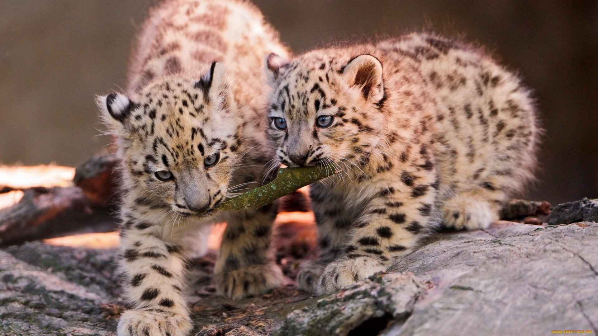 животные, снежный, барс, ирбис, детеныш, игра