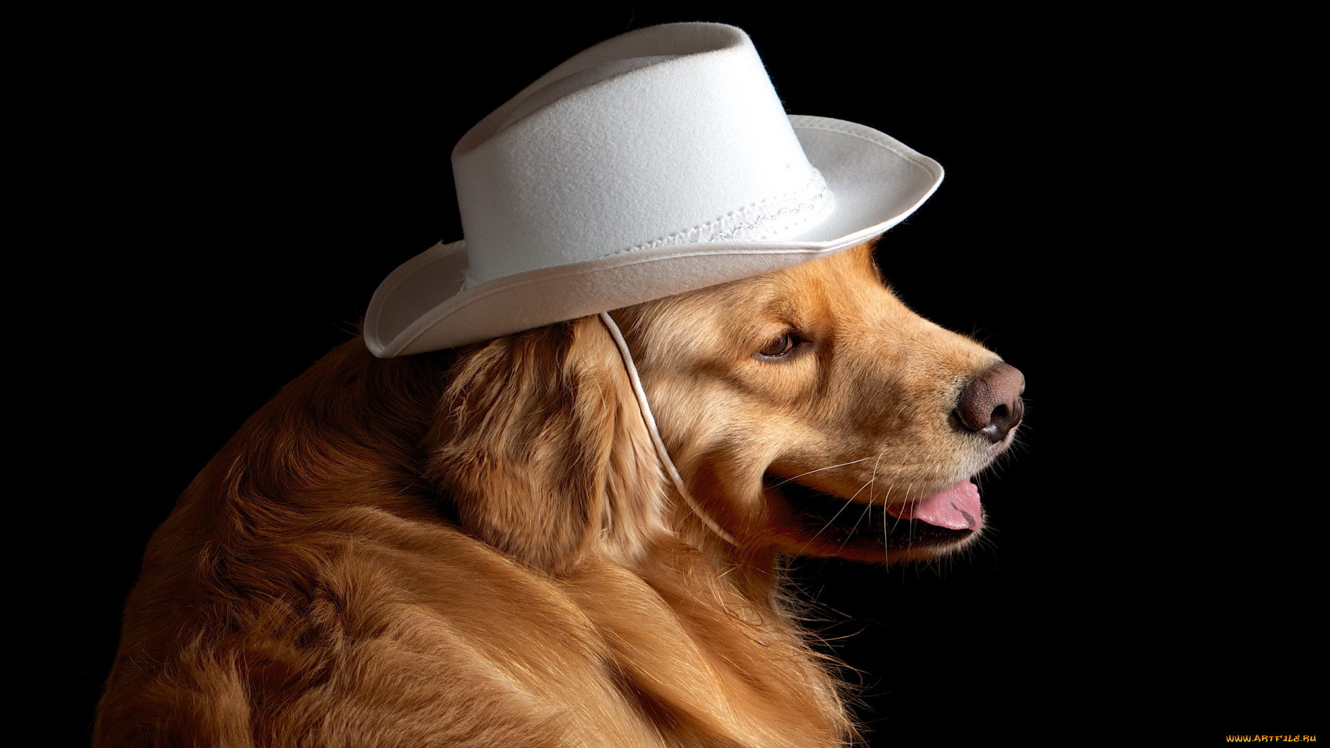 животные, собаки, шляпа, собака