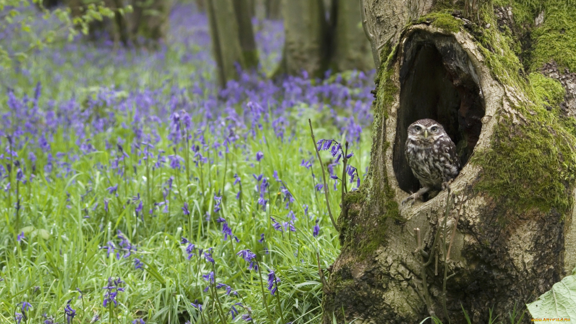 животные, совы, дупло, колокольчики
