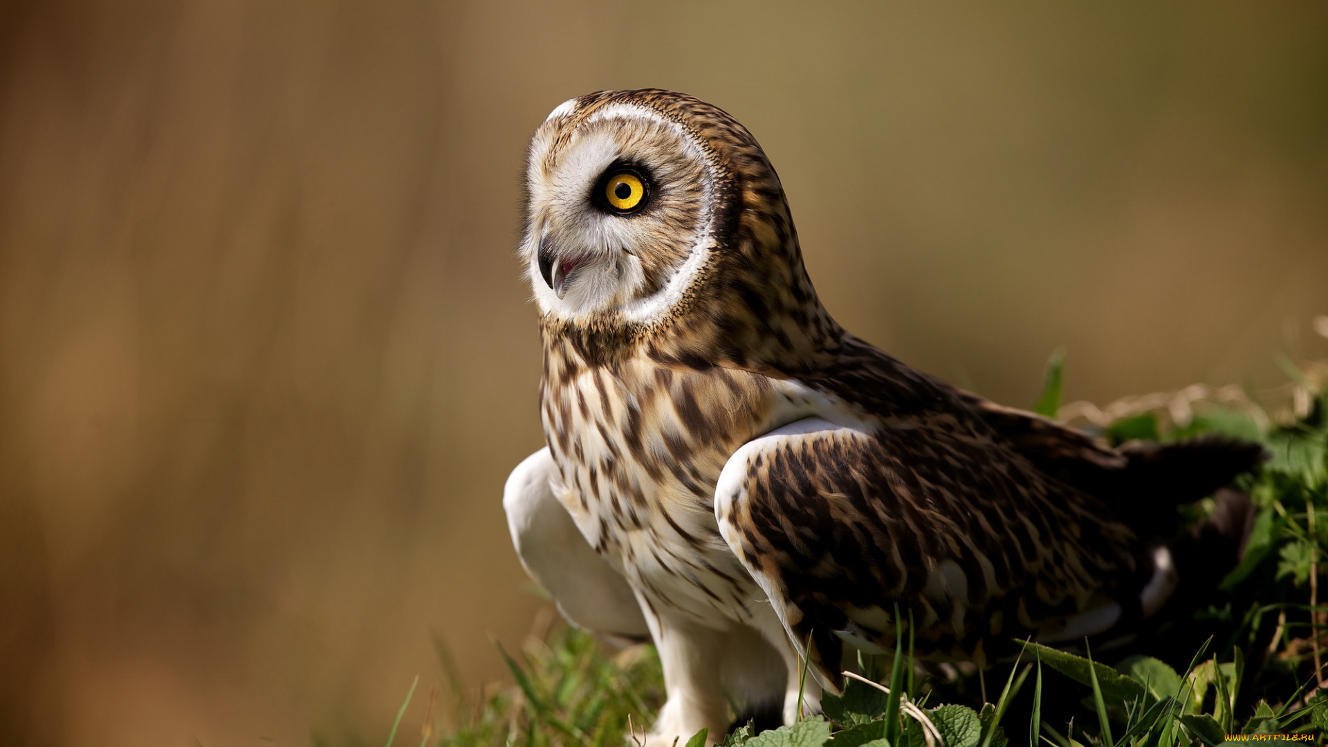 животные, совы, сова, трава