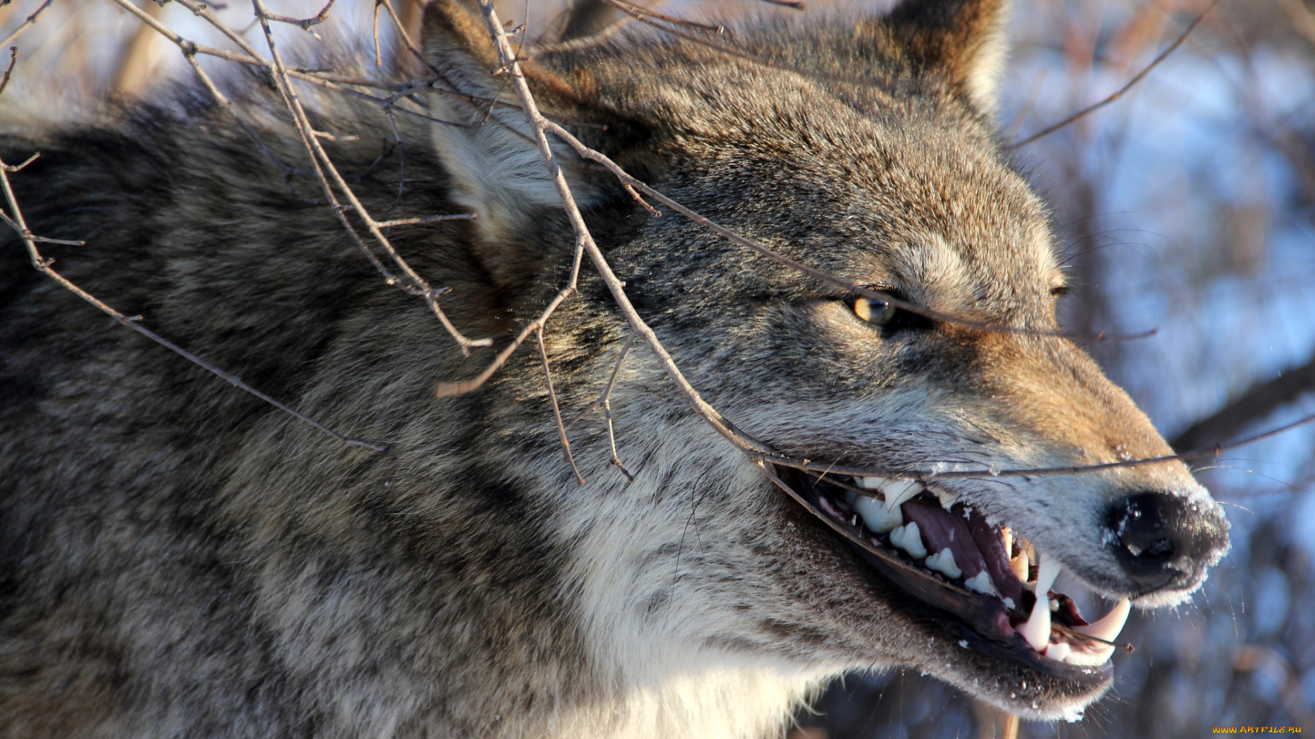 животные, волки, морда, оскал, злой