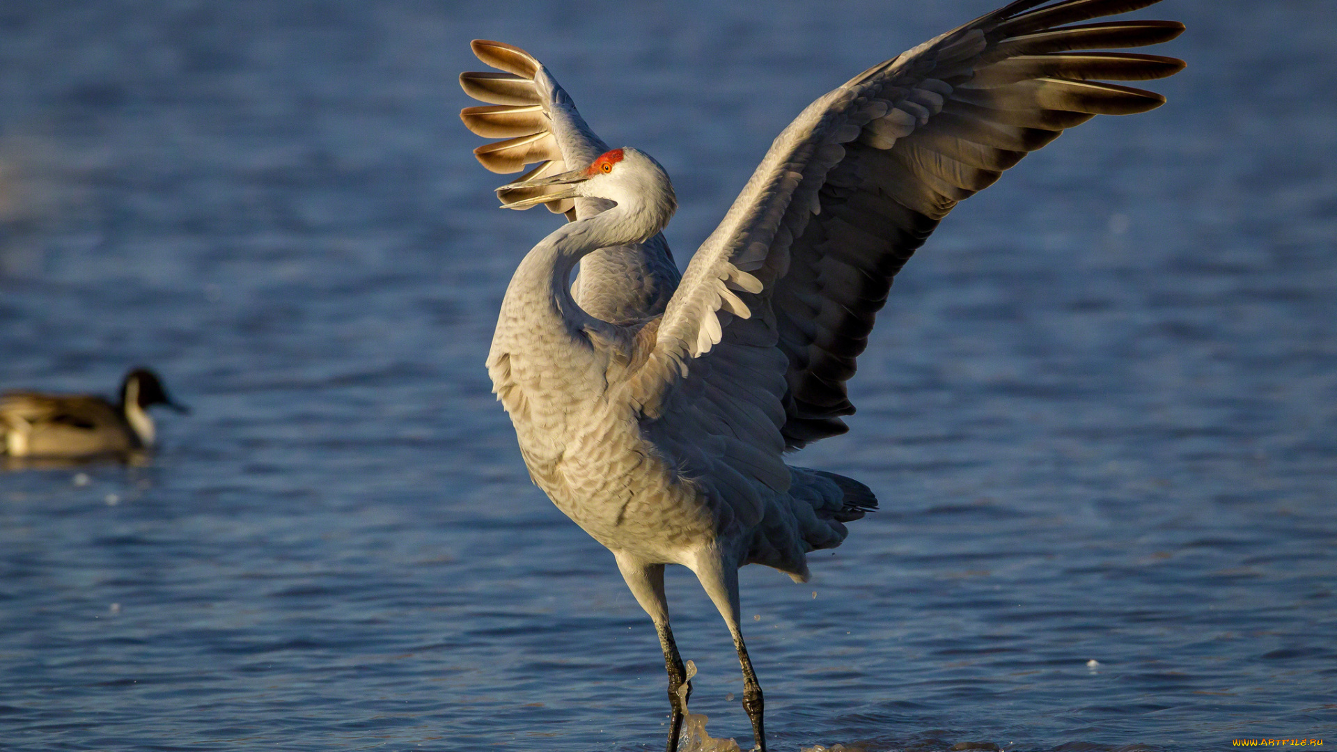 животные, журавли, вода, крылья, радость