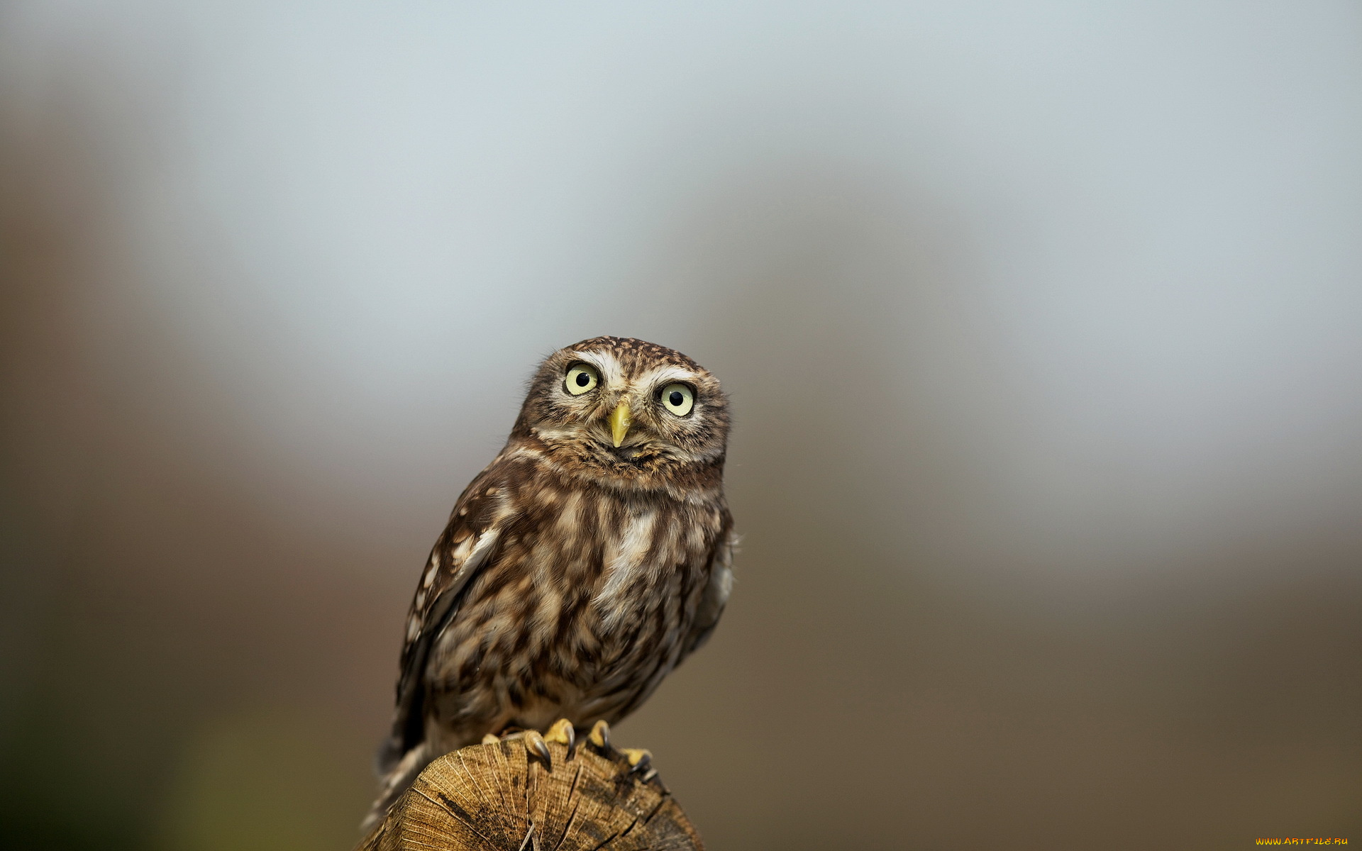 животные, совы, птица, сова