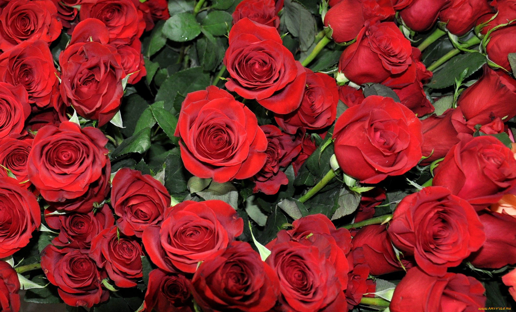 цветы, розы, красный, много