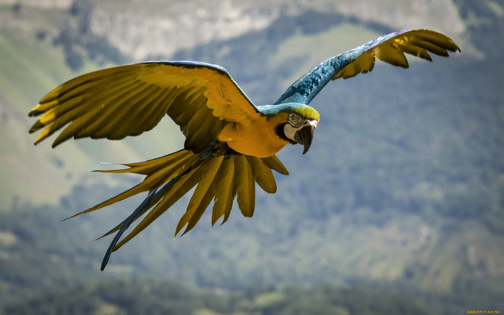 животные, попугаи, крылья, ара, полет