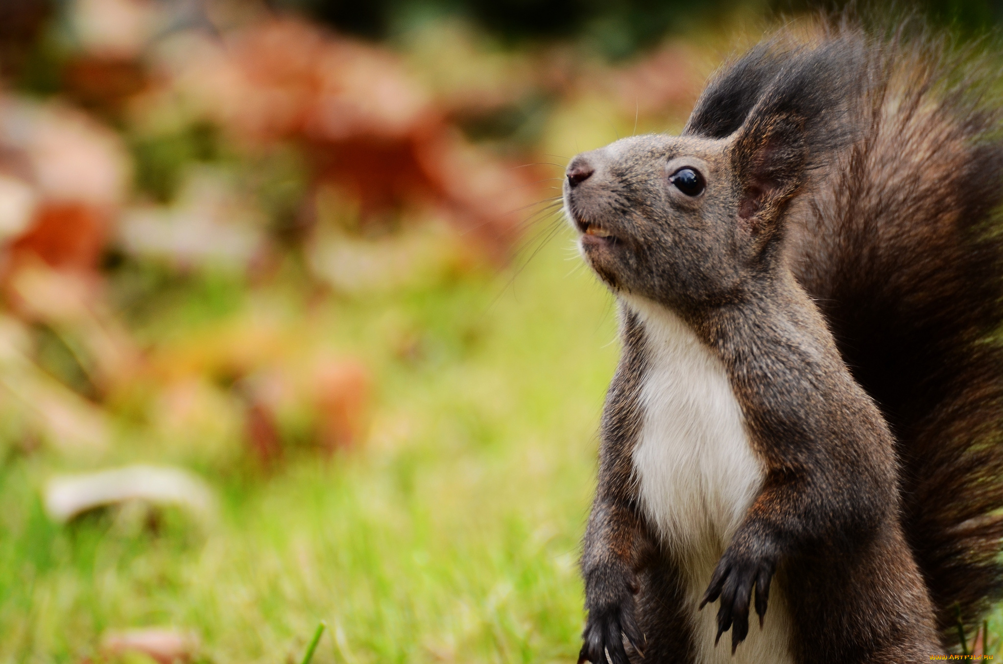 животные, белки, зверек, кисточки, любопытство