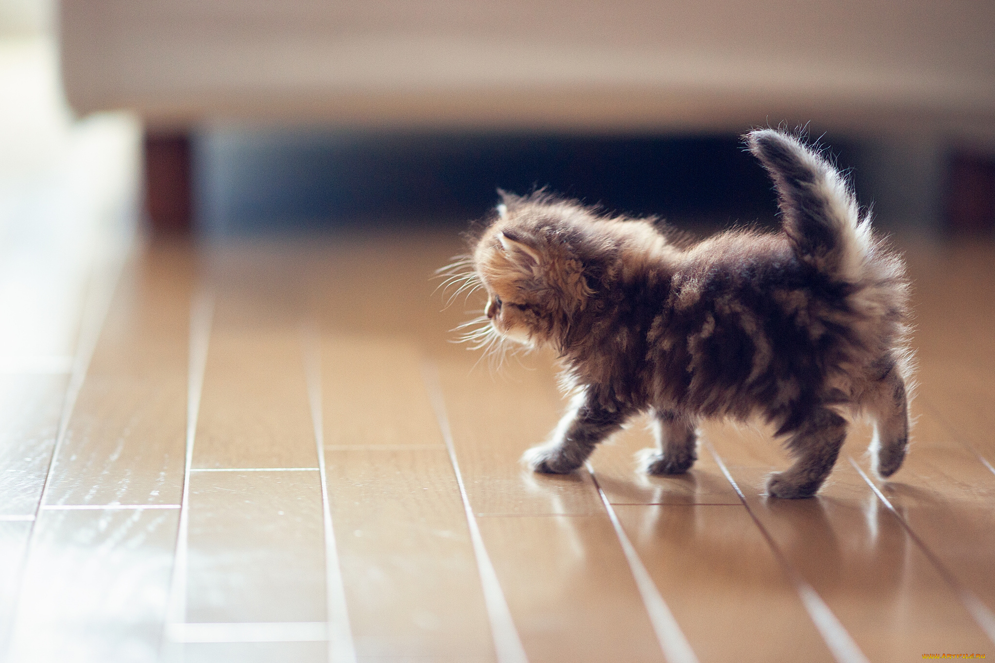 животные, коты, котёнок, daisy, benjamin, torode