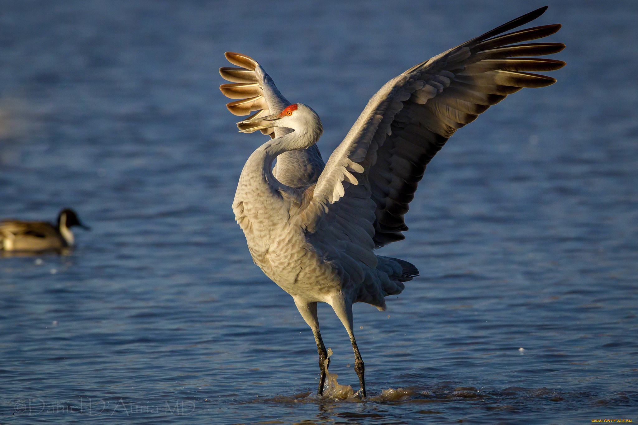 животные, журавли, вода, крылья, радость