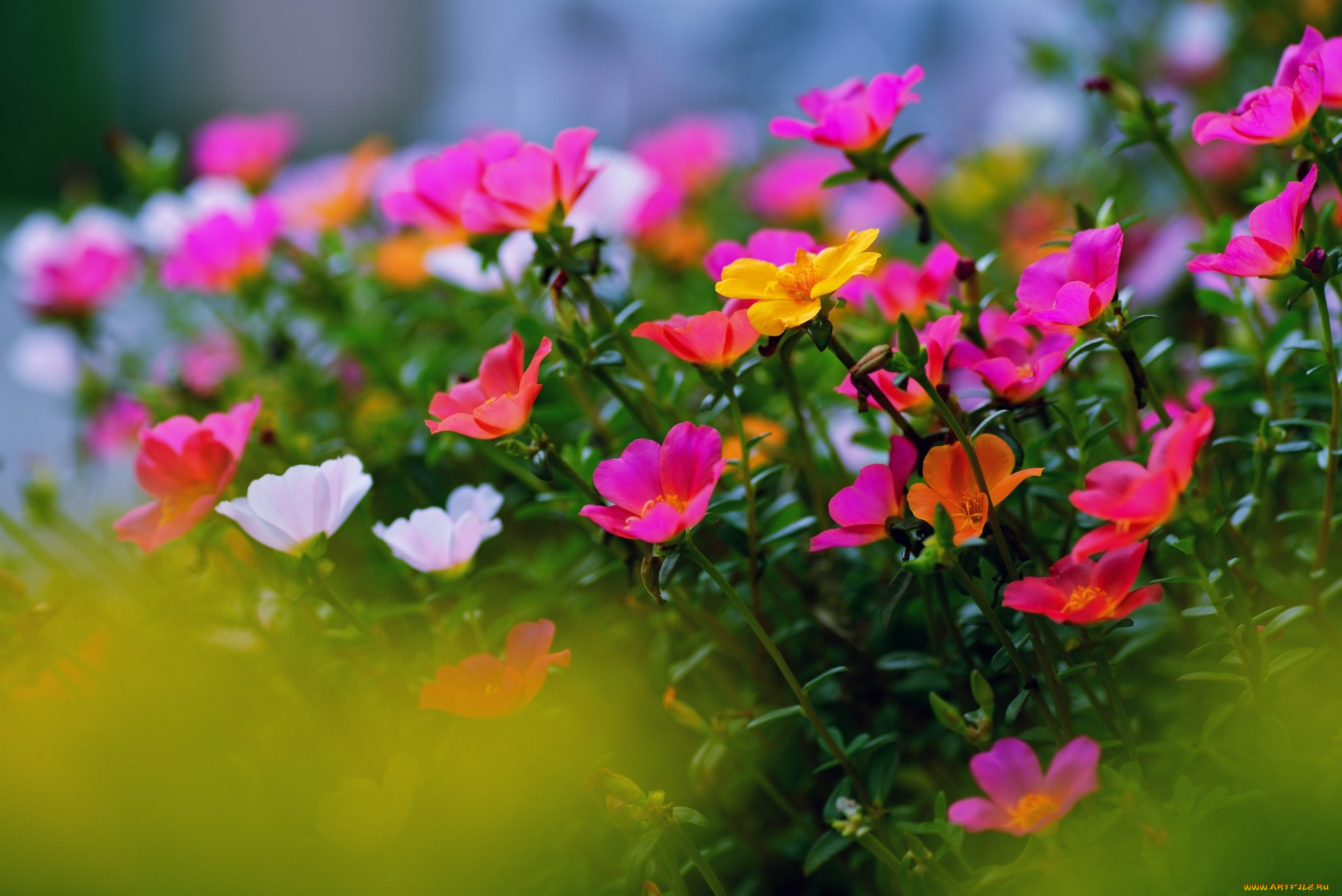 цветы, портулак, разноцветный