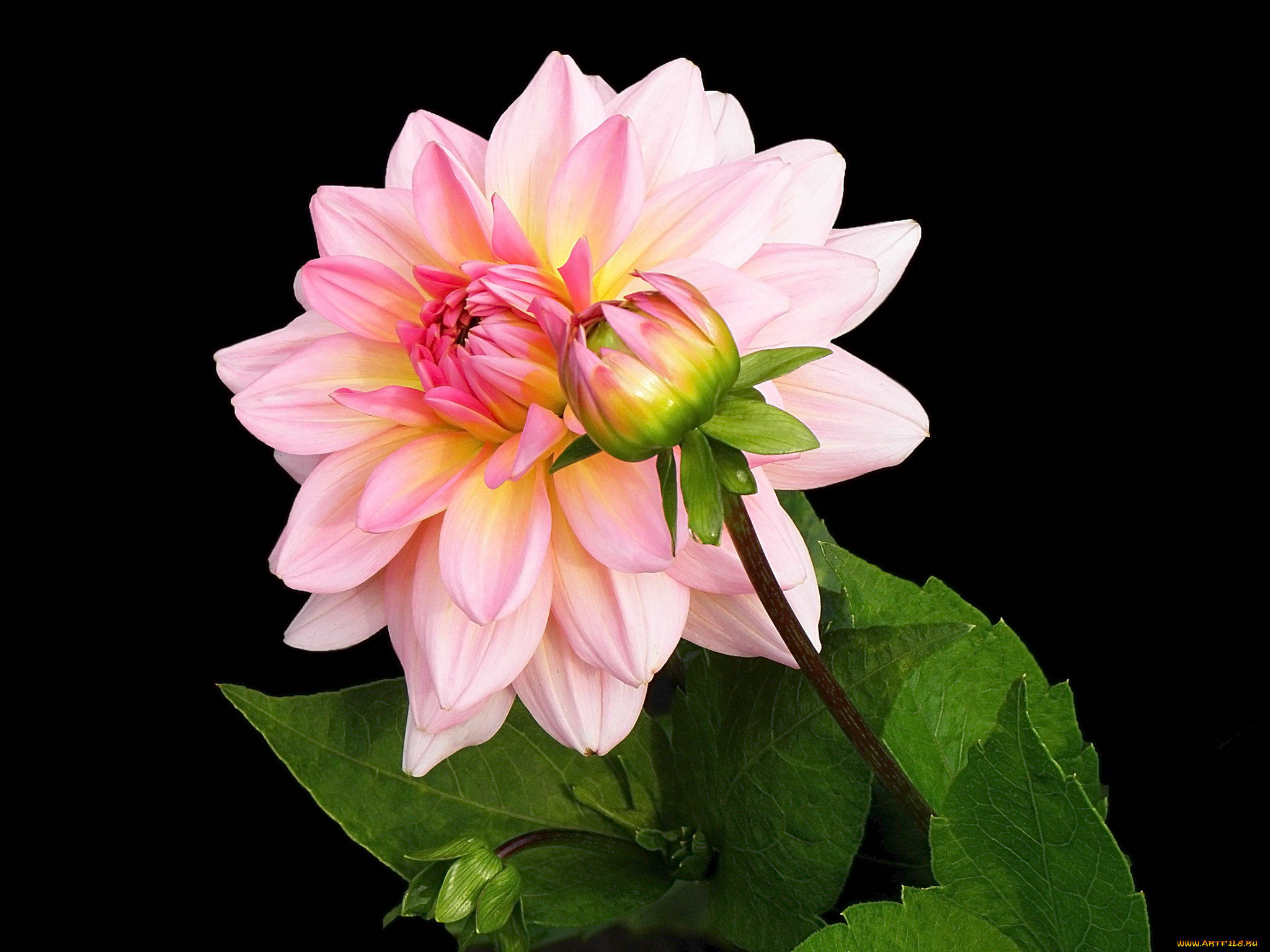 цветы, георгины, георгина