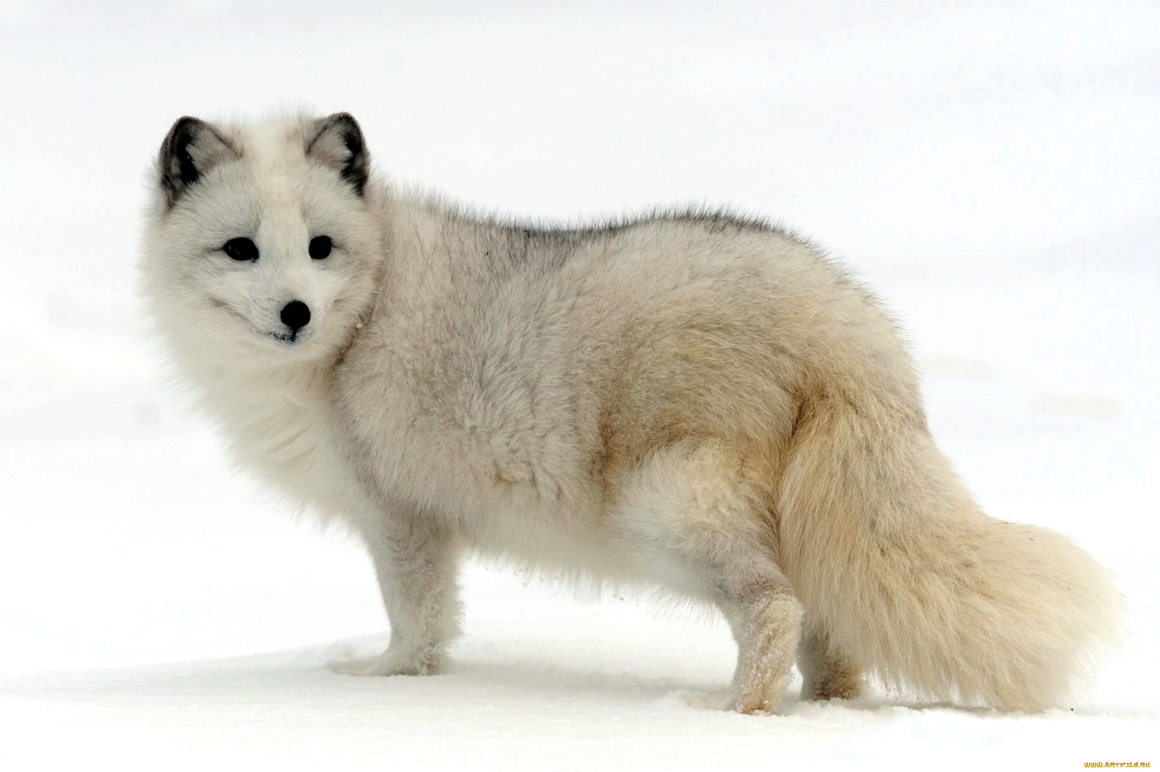 животные, песцы, белый, мех