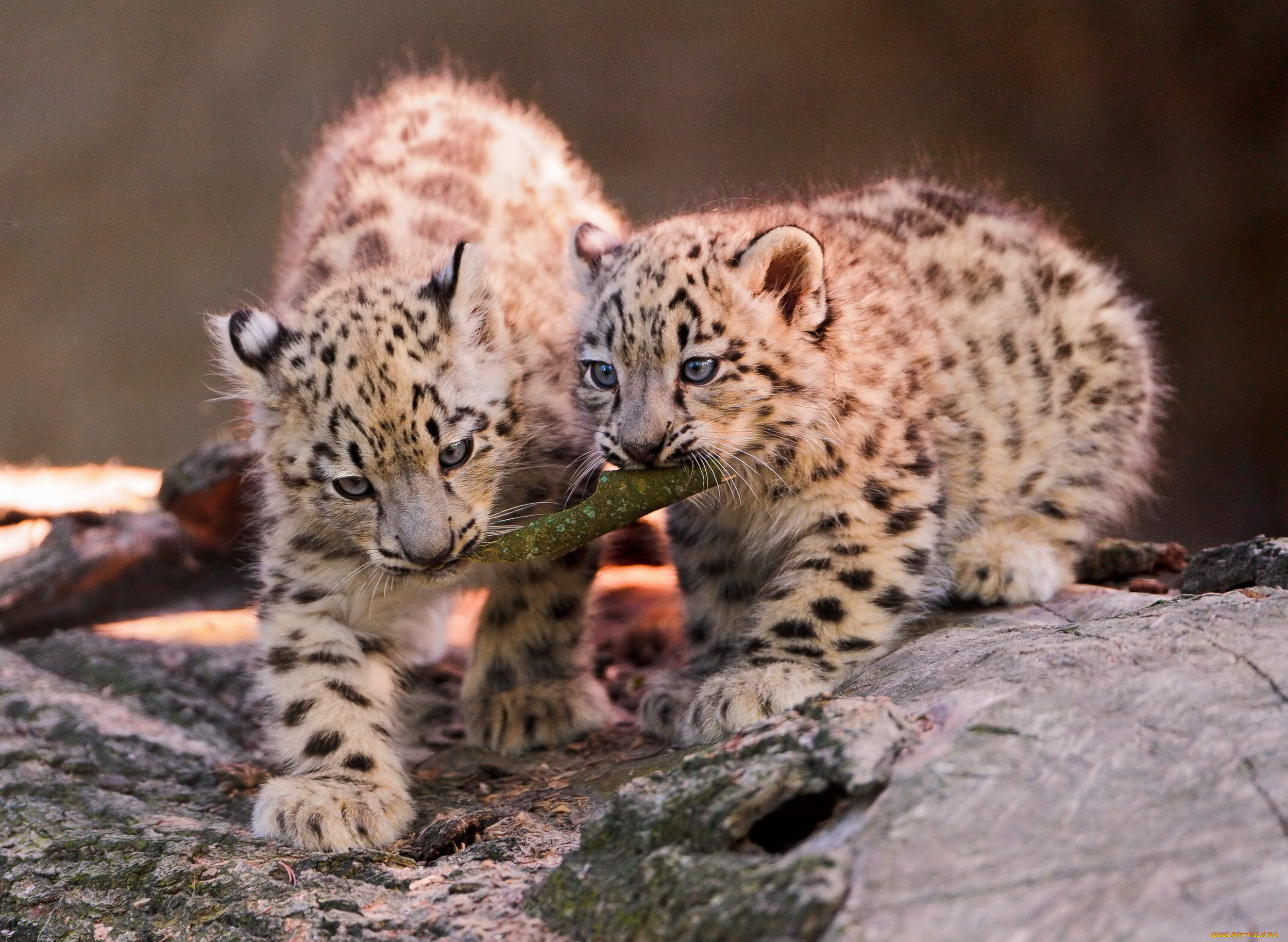 животные, снежный, барс, ирбис, детеныш, игра