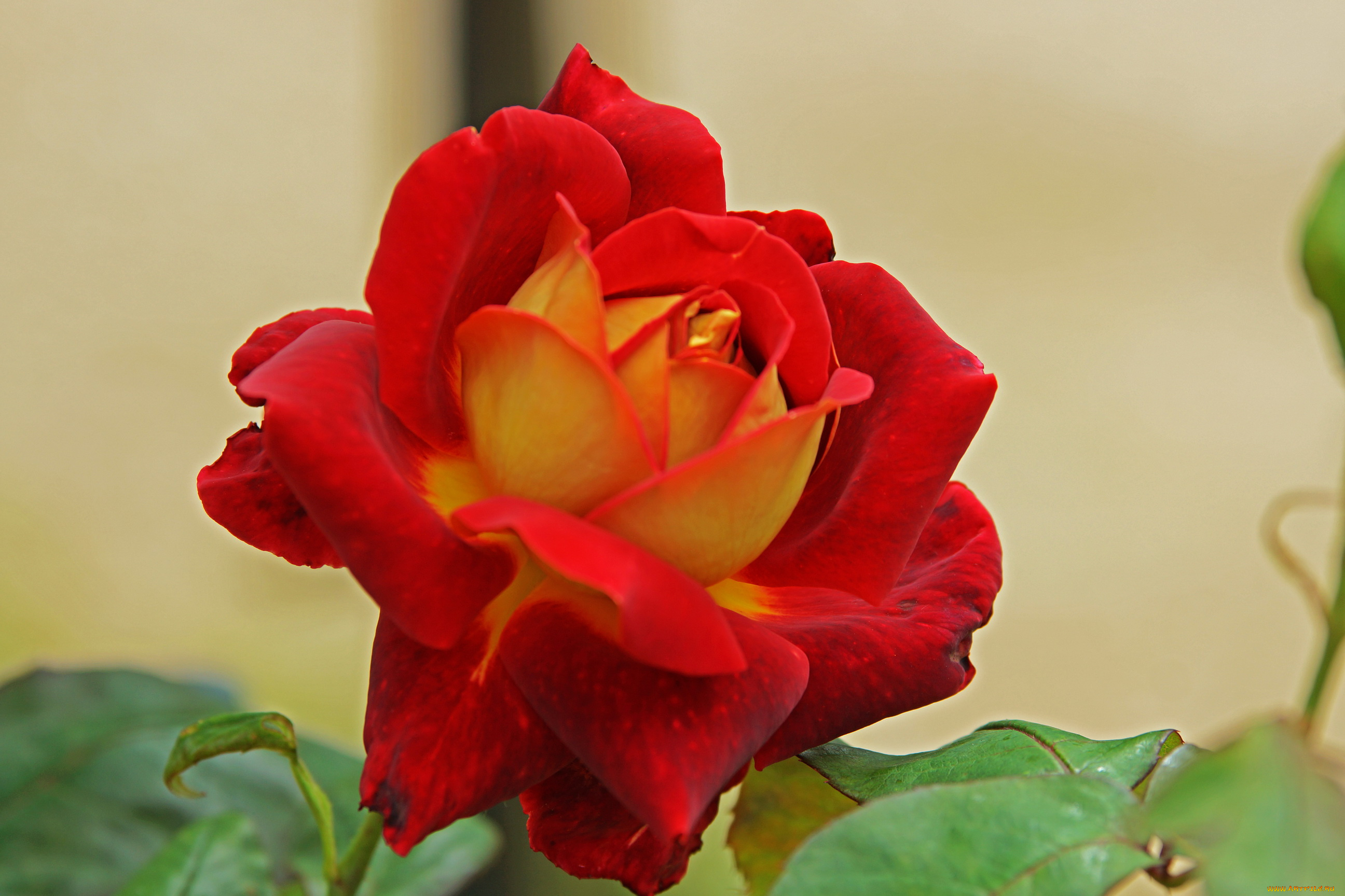 цветы, розы, роза