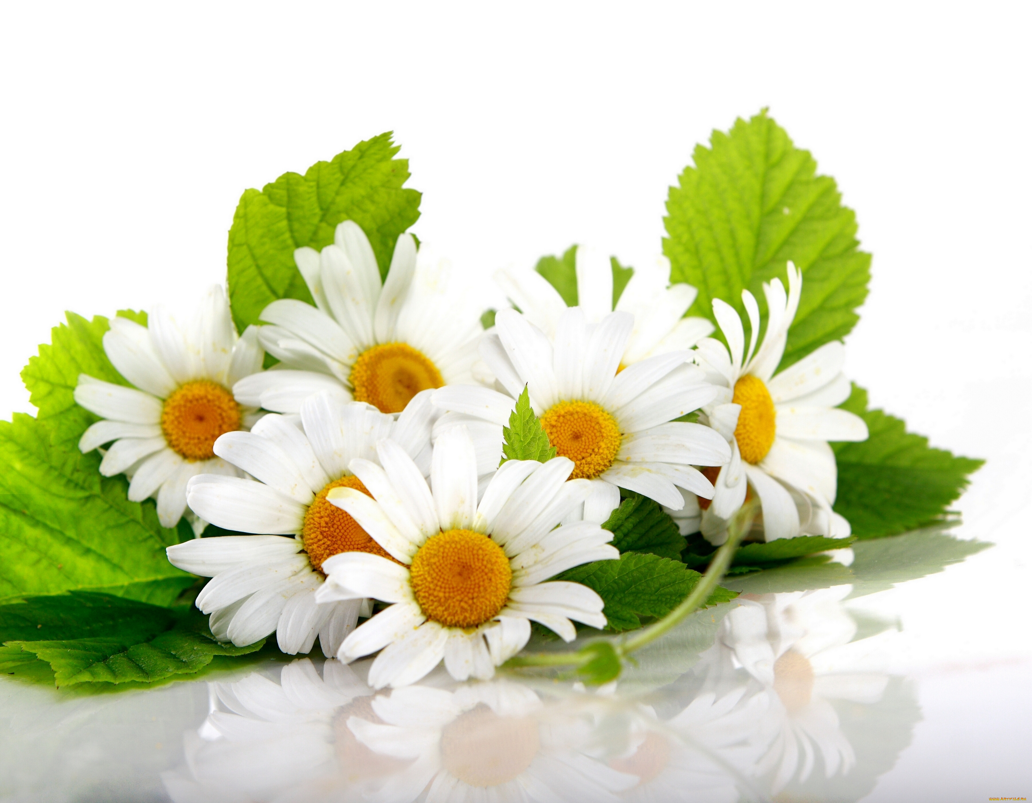 цветы, ромашки, отражение