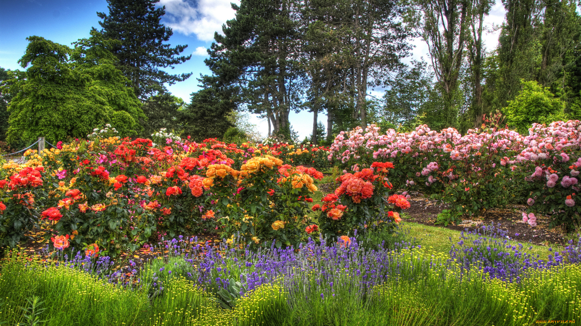 канада, queen, elizabeth, park, природа, парк, vancouver, park, queen, elizabeth, канада, кусты, розы, сад