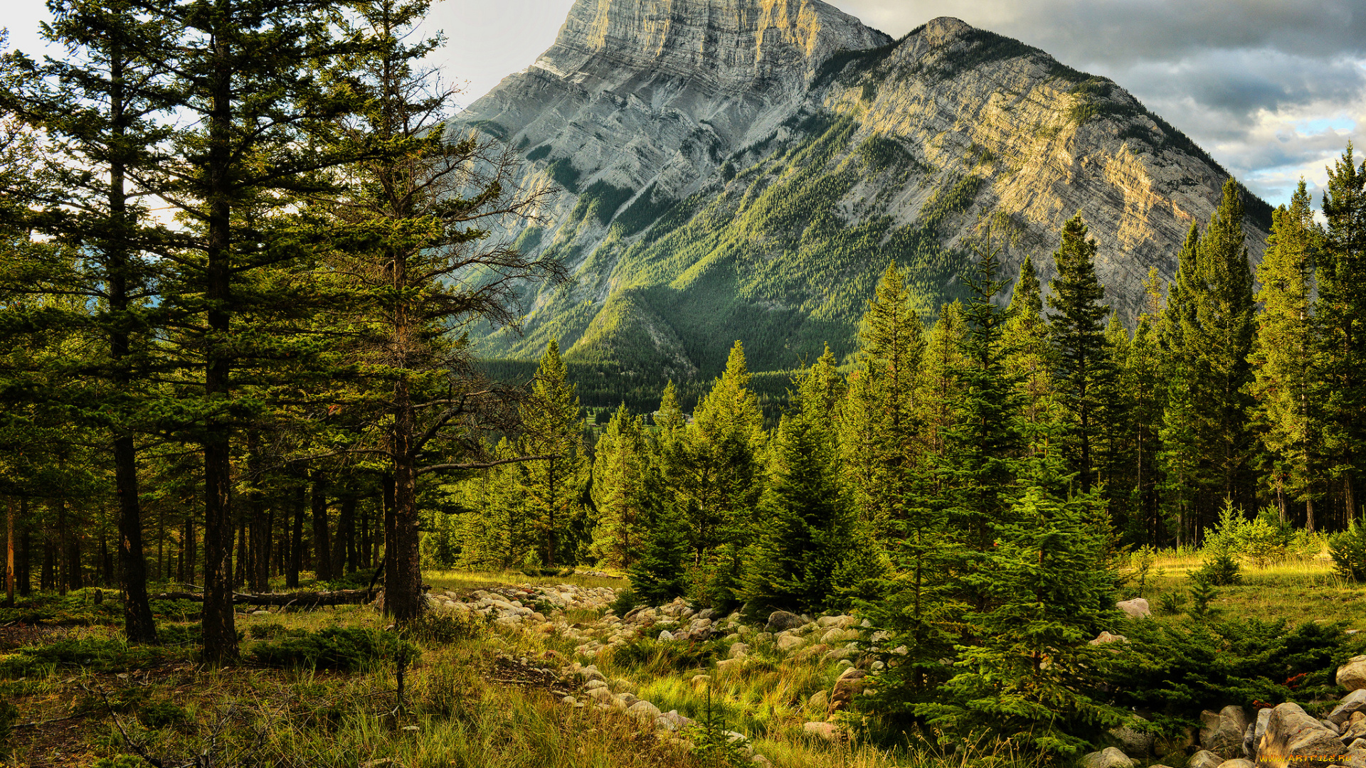 природа, горы, лес, вершина, скалы