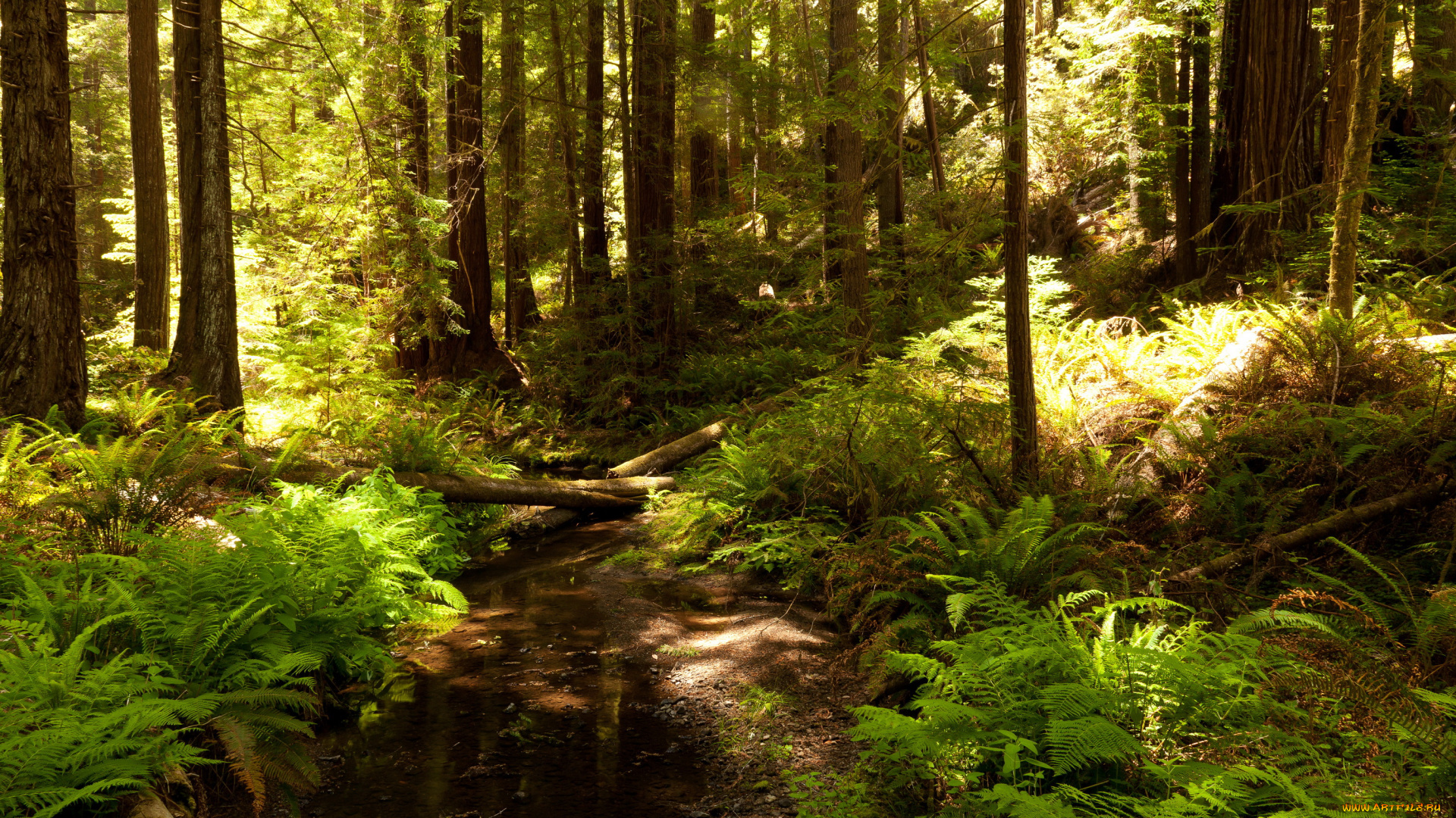 природа, лес, ручей, калифорния, трава