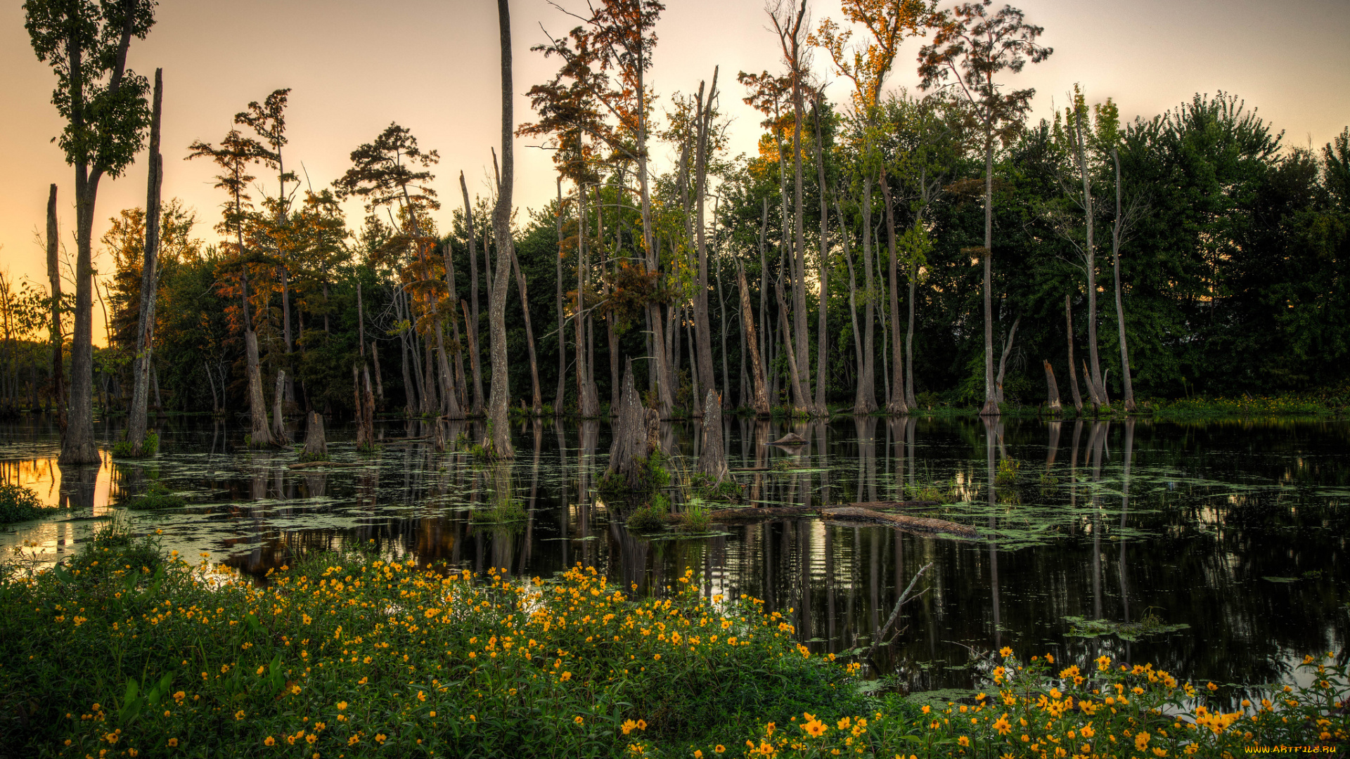 природа, лес, стволы, болото, цветы