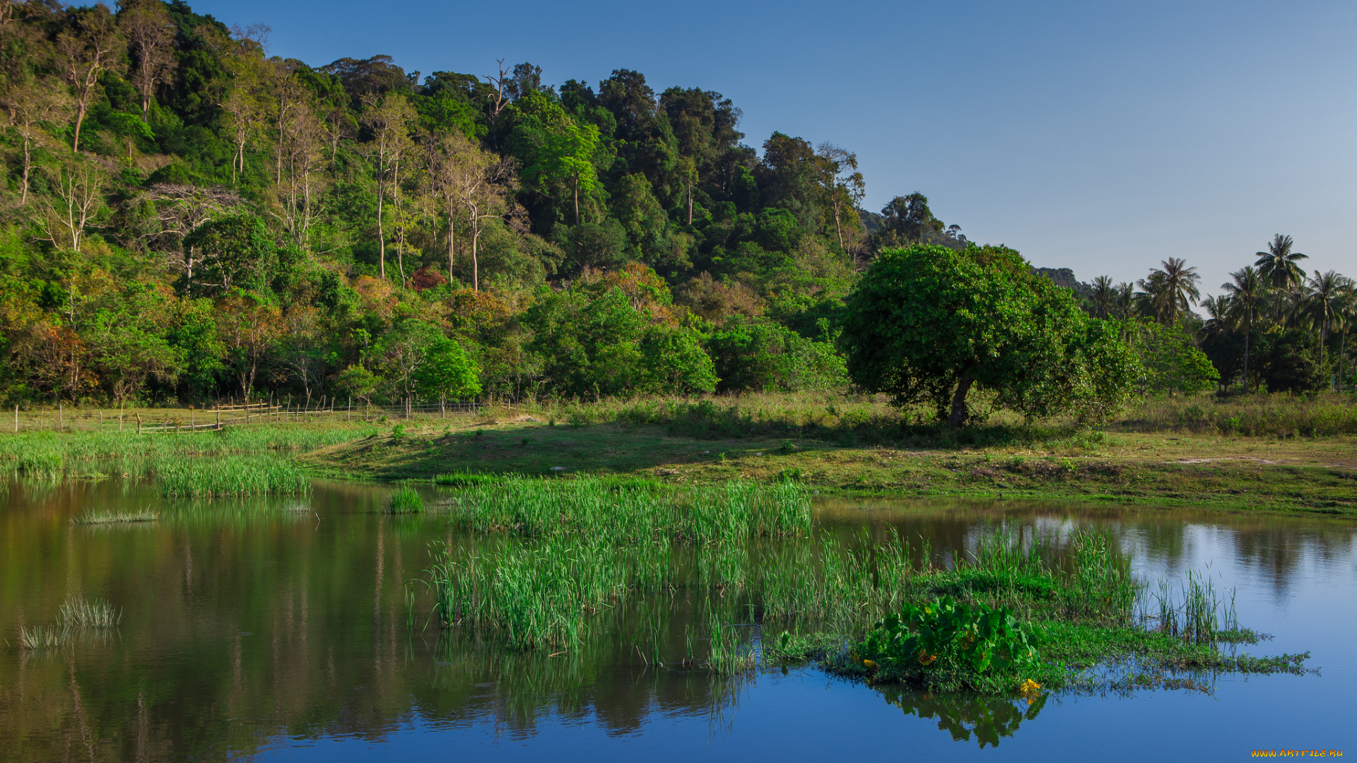 природа, реки, озера, трава, лес, река