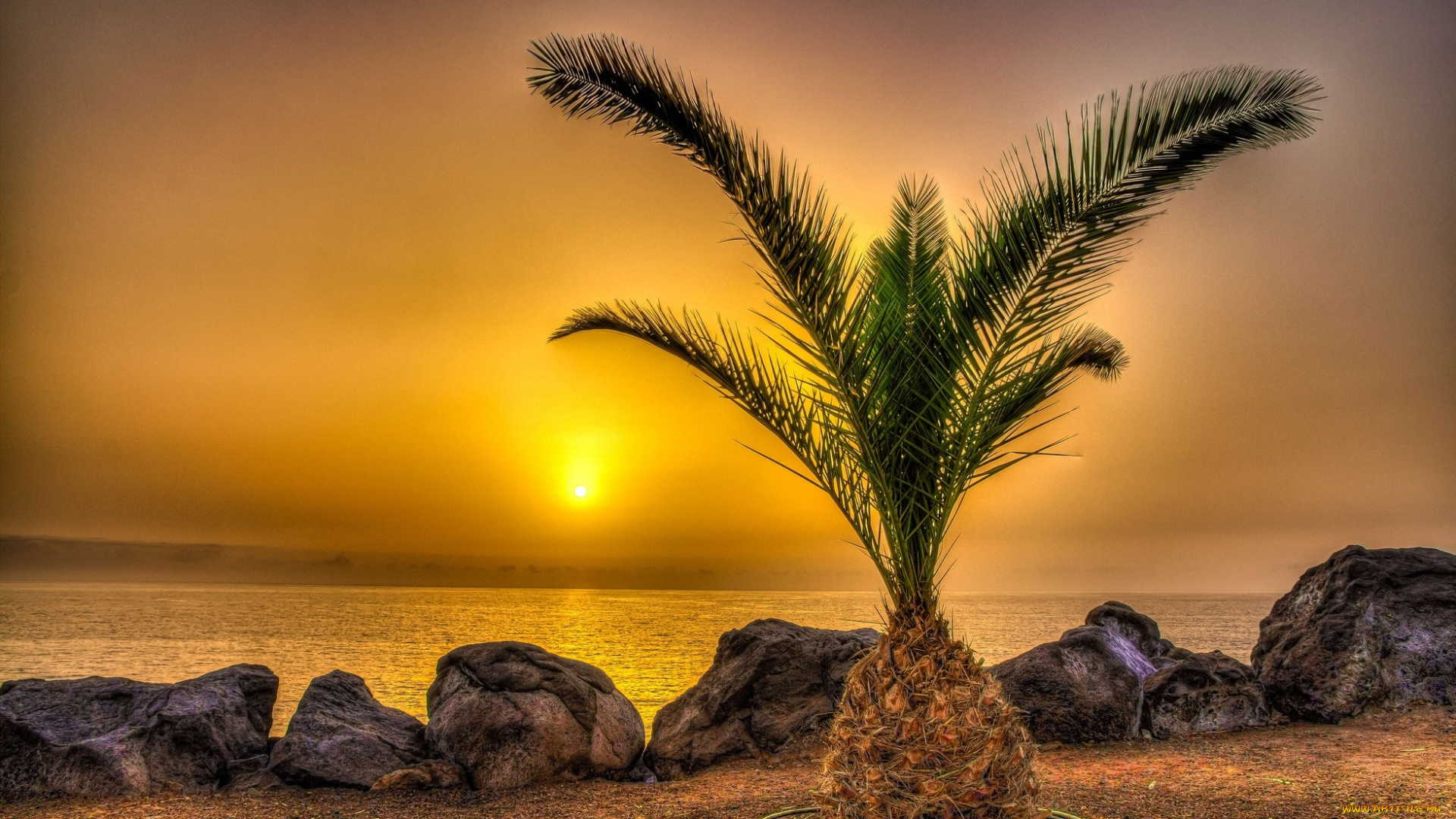 природа, тропики, пальма, берег, солнце, дымка, океан