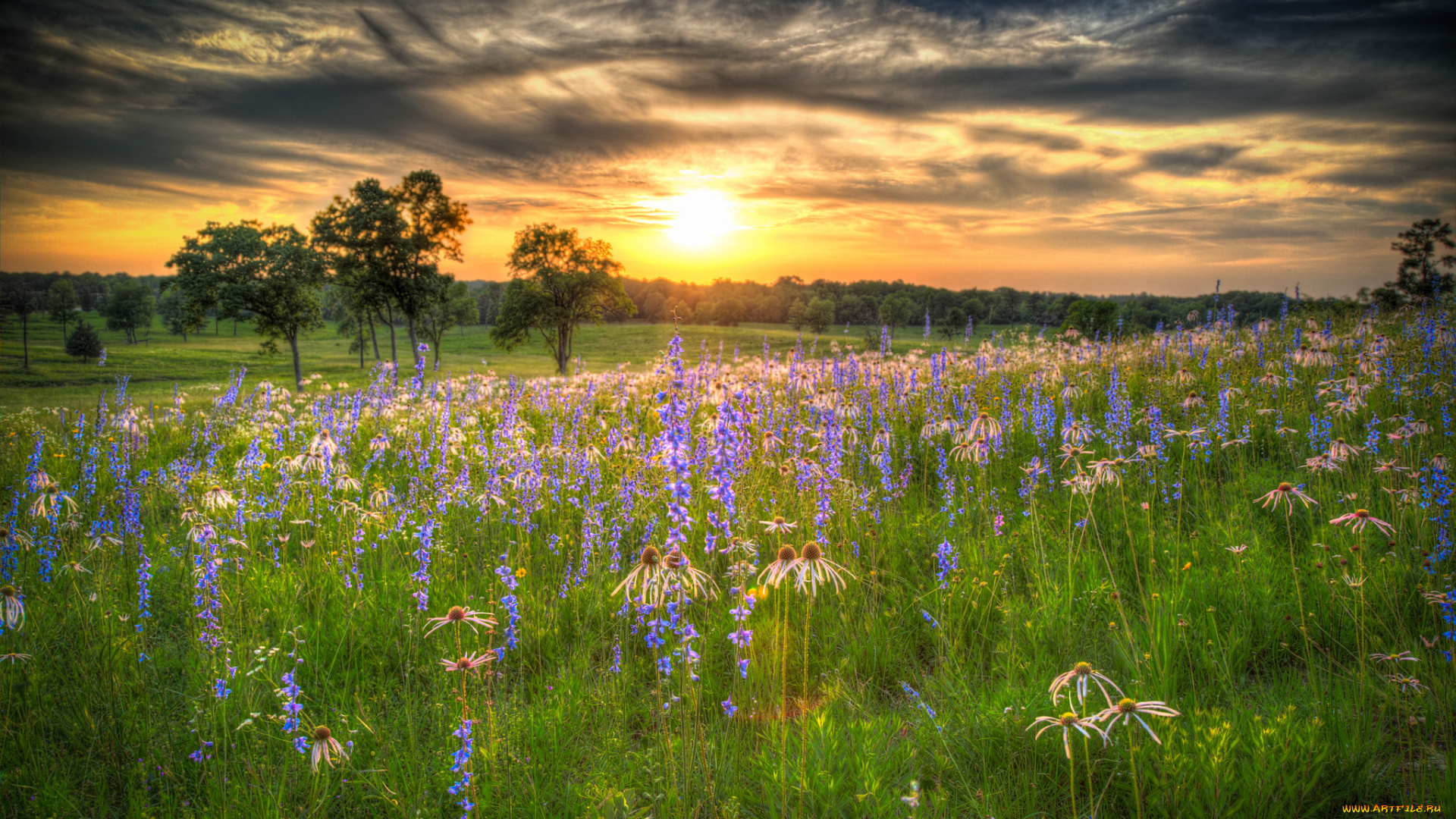 природа, восходы, закаты, сияние, солнце, тучи, лес, цветы, луг