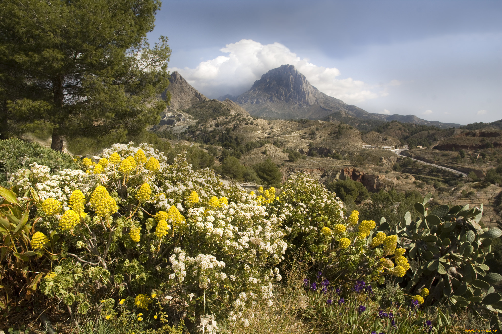 природа, горы, цветы, луг, деревья