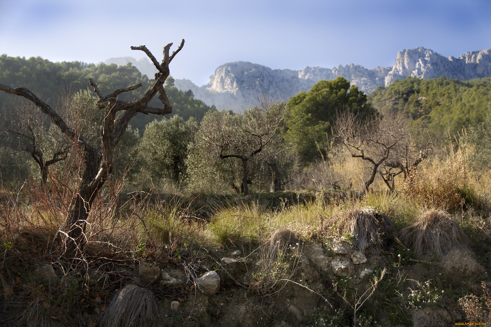 природа, горы, стволы, лес, трава