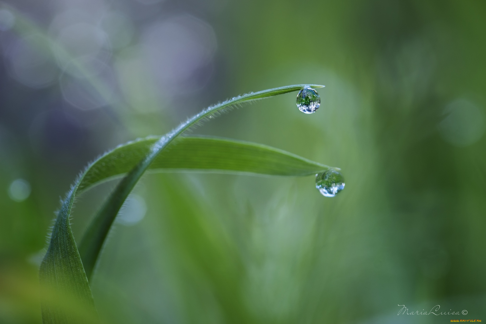 природа, макро, капля, трава, травинки, роса