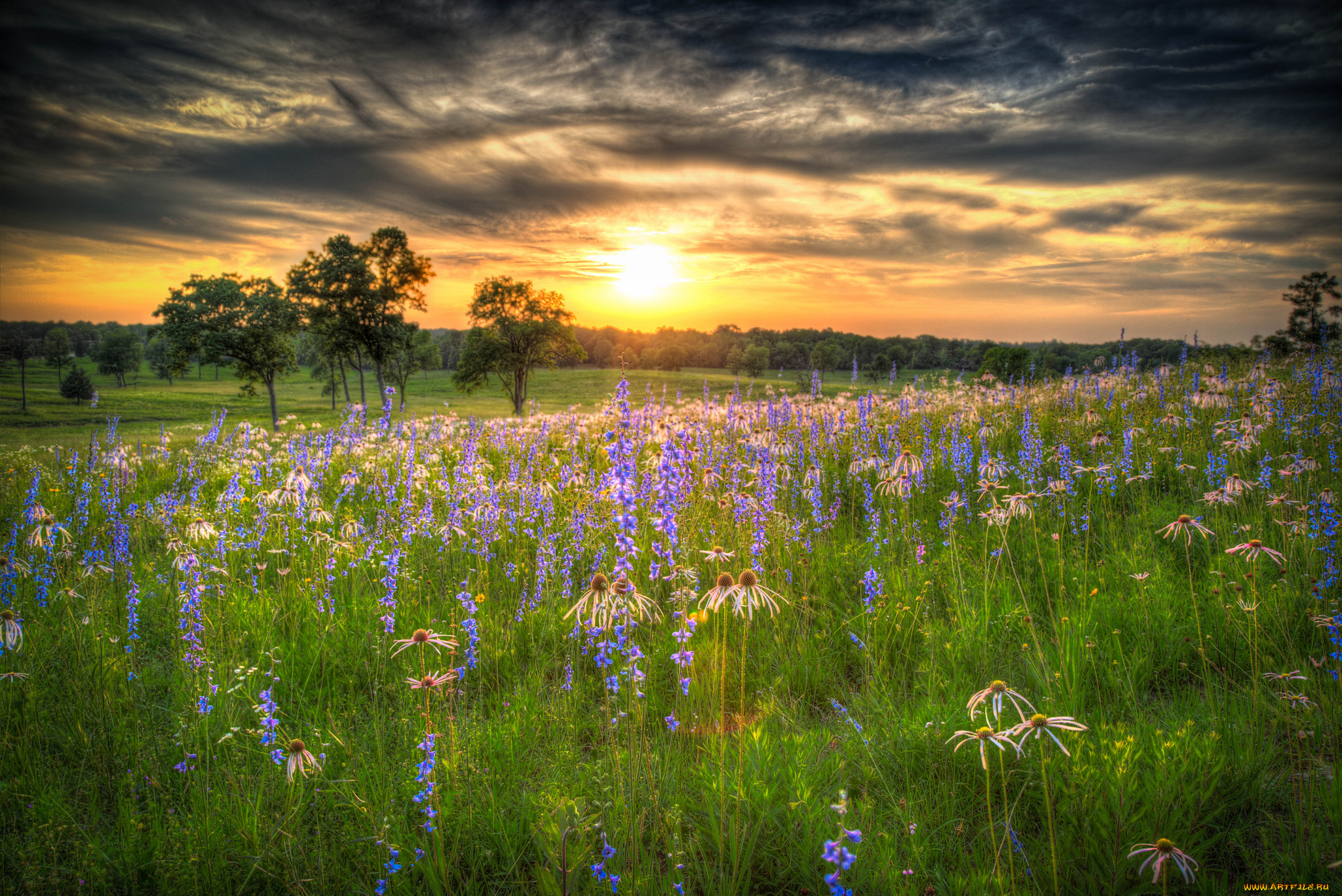 природа, восходы, закаты, сияние, солнце, тучи, лес, цветы, луг