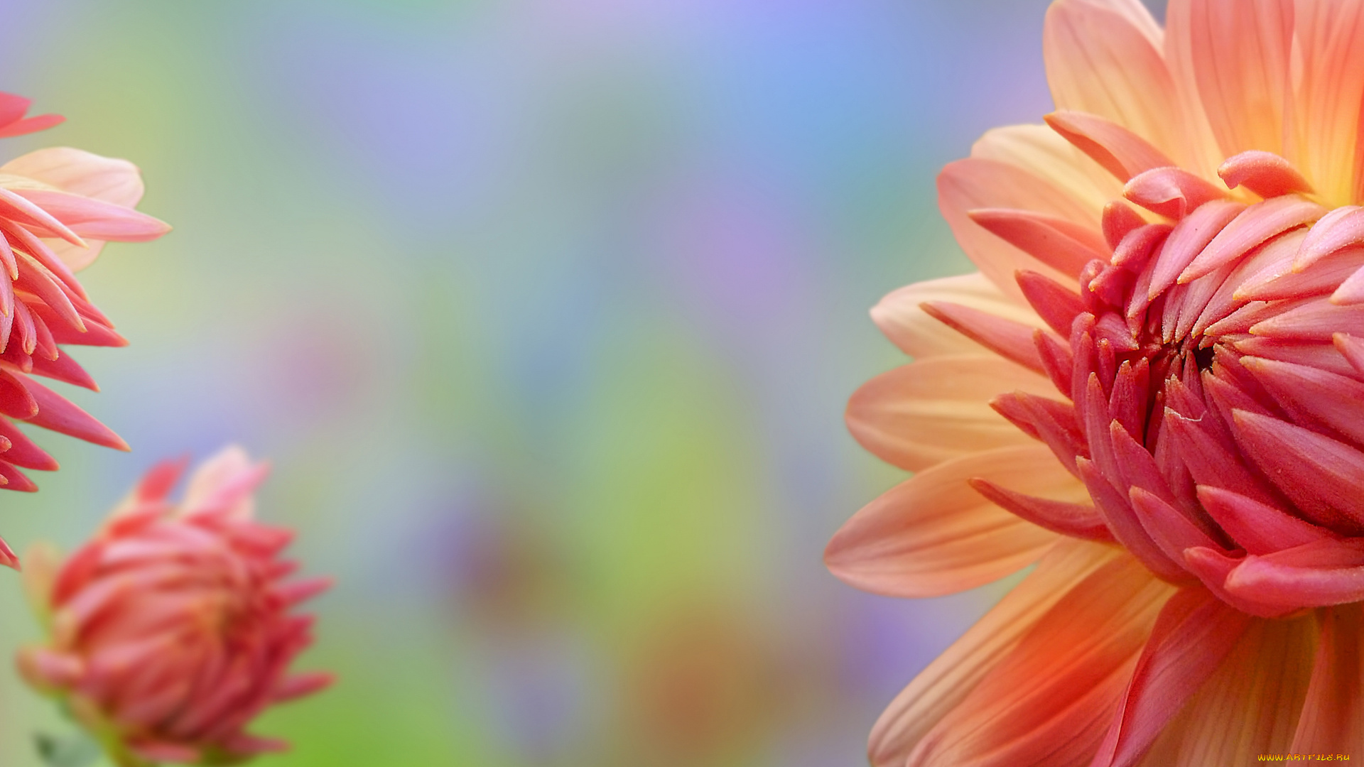 цветы, хризантемы, георгины, бутоны, макро, коллаж