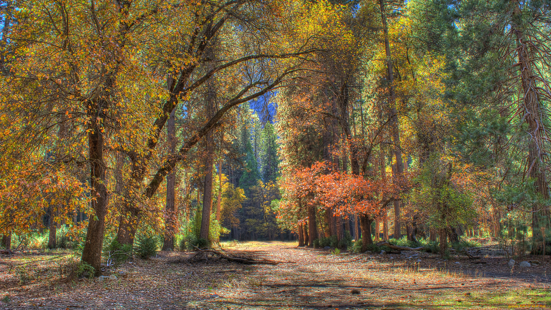 природа, дороги, лес, дорожка