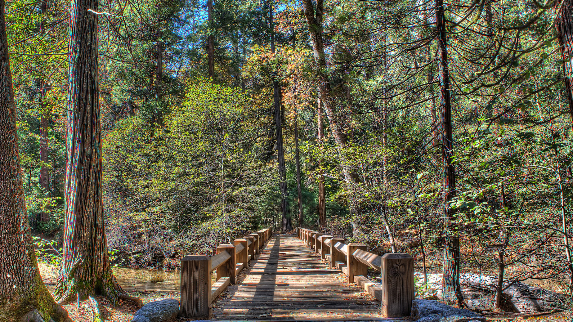 природа, дороги, лес, мостик
