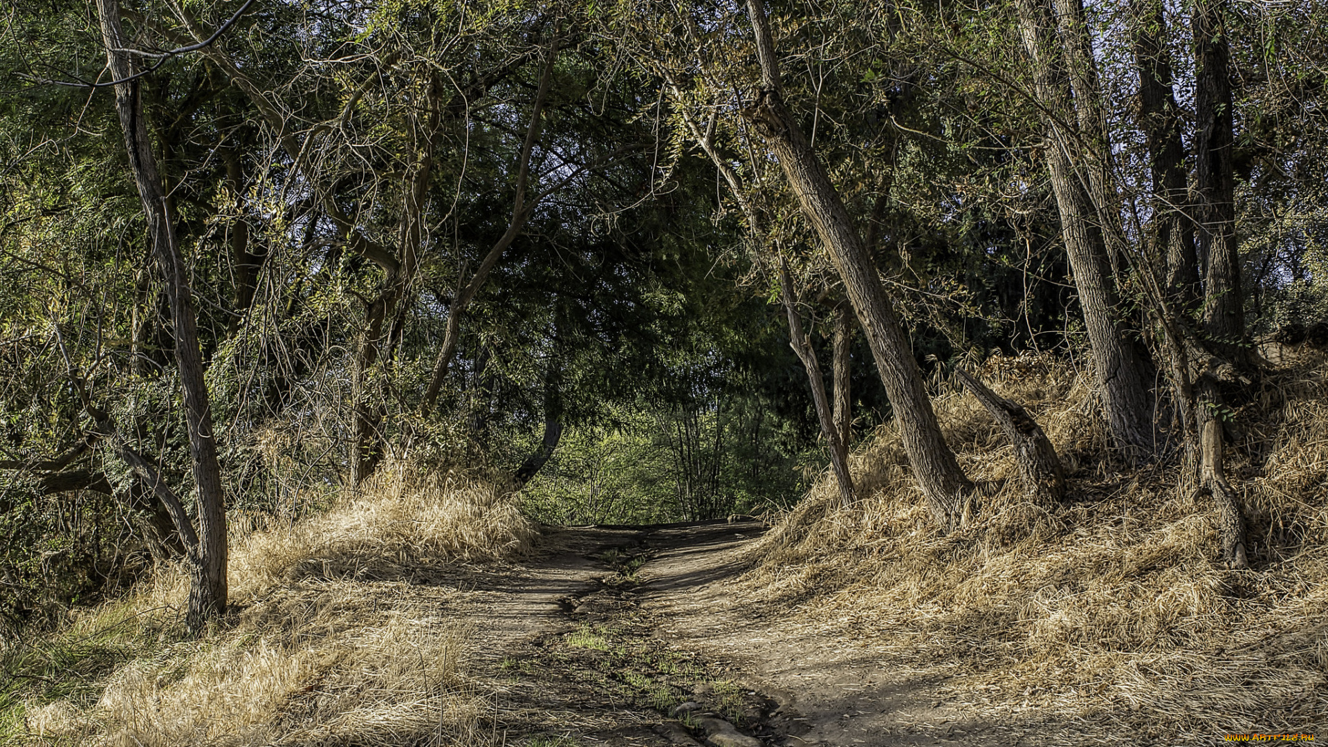 природа, дороги, лес, тропинка